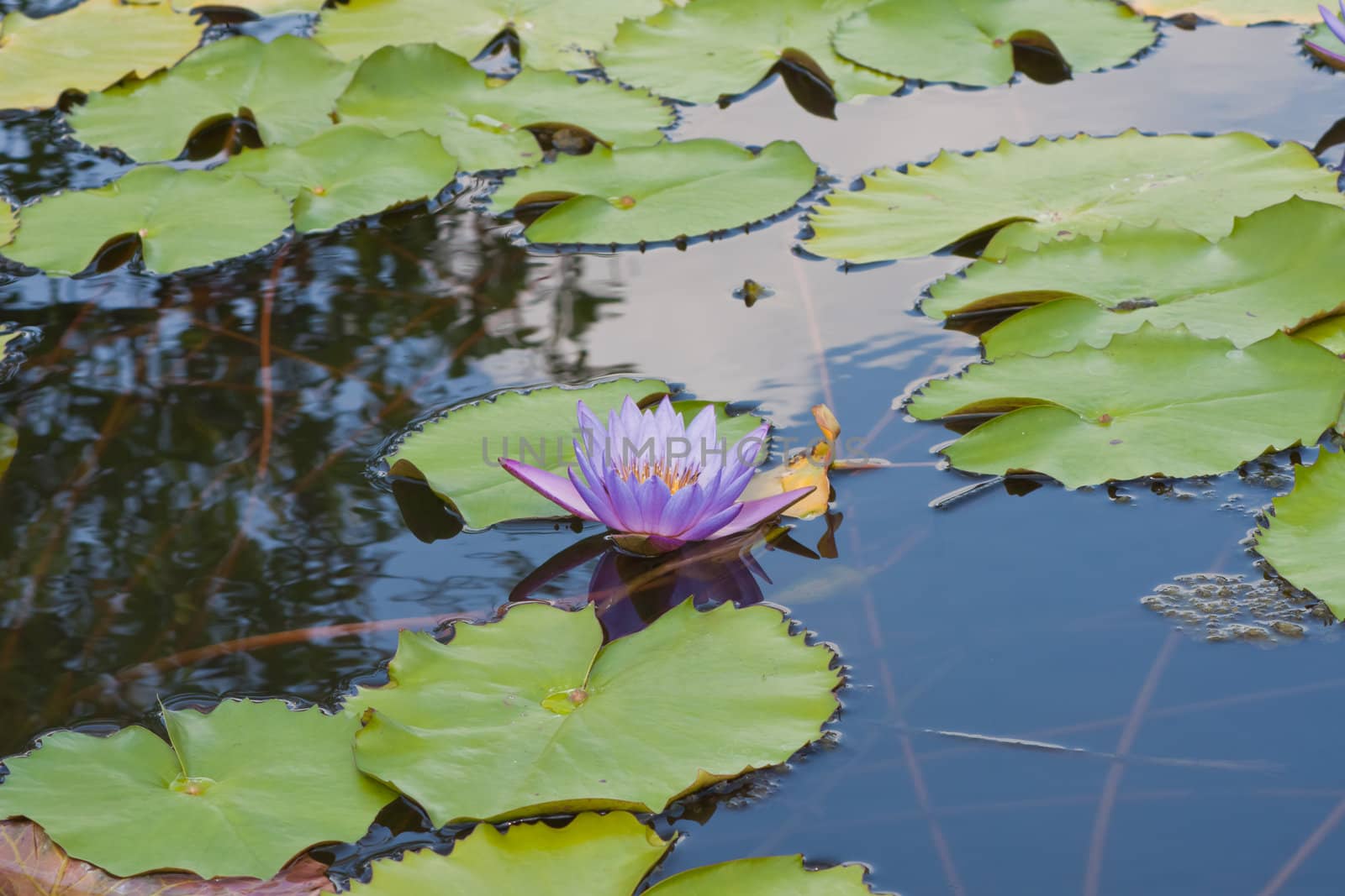 beautiful lotus with water 