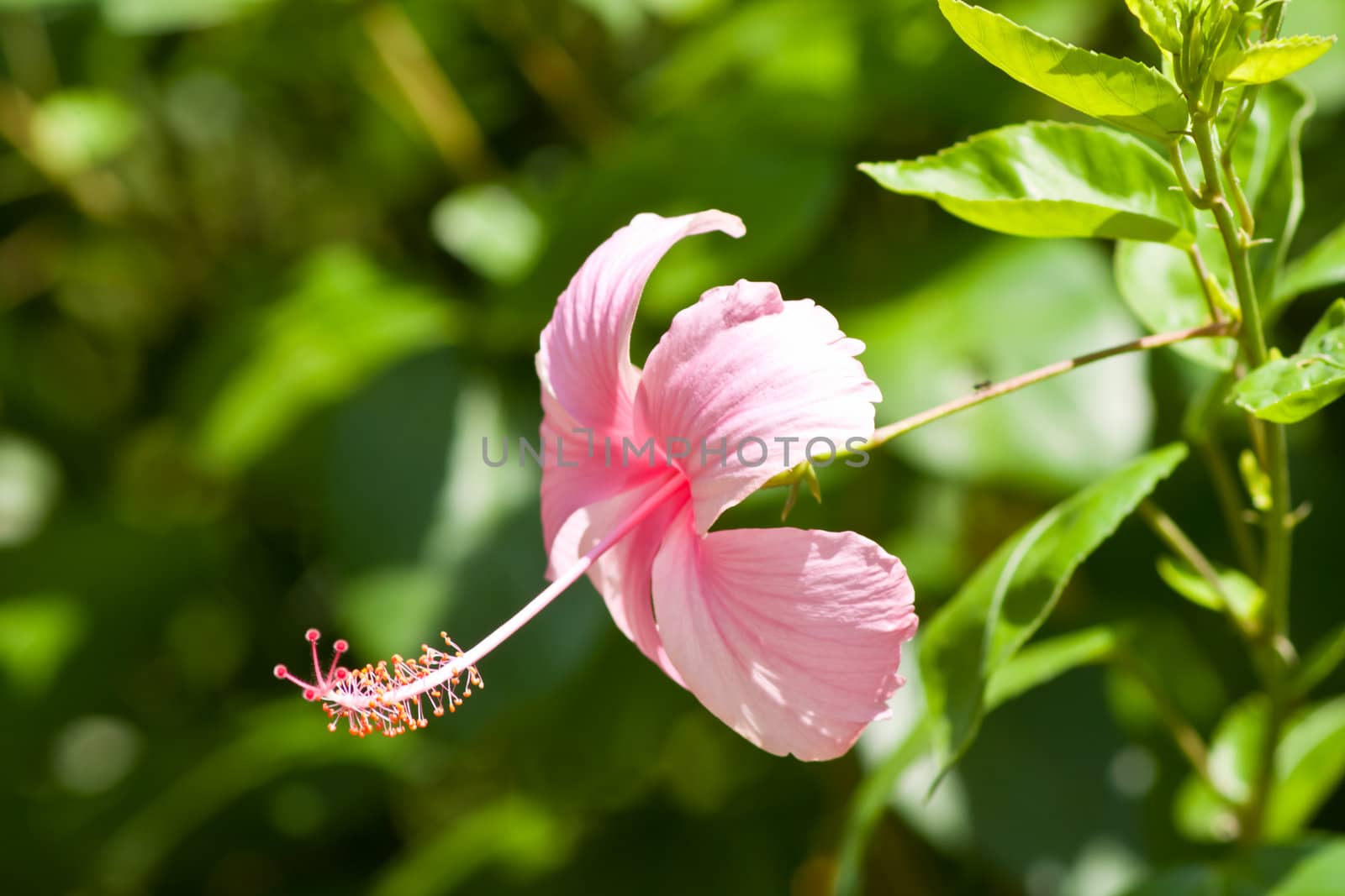 hibiscus  Flower