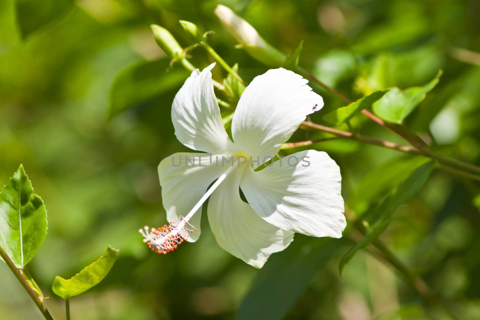 hibiscus  Flower by nikky1972