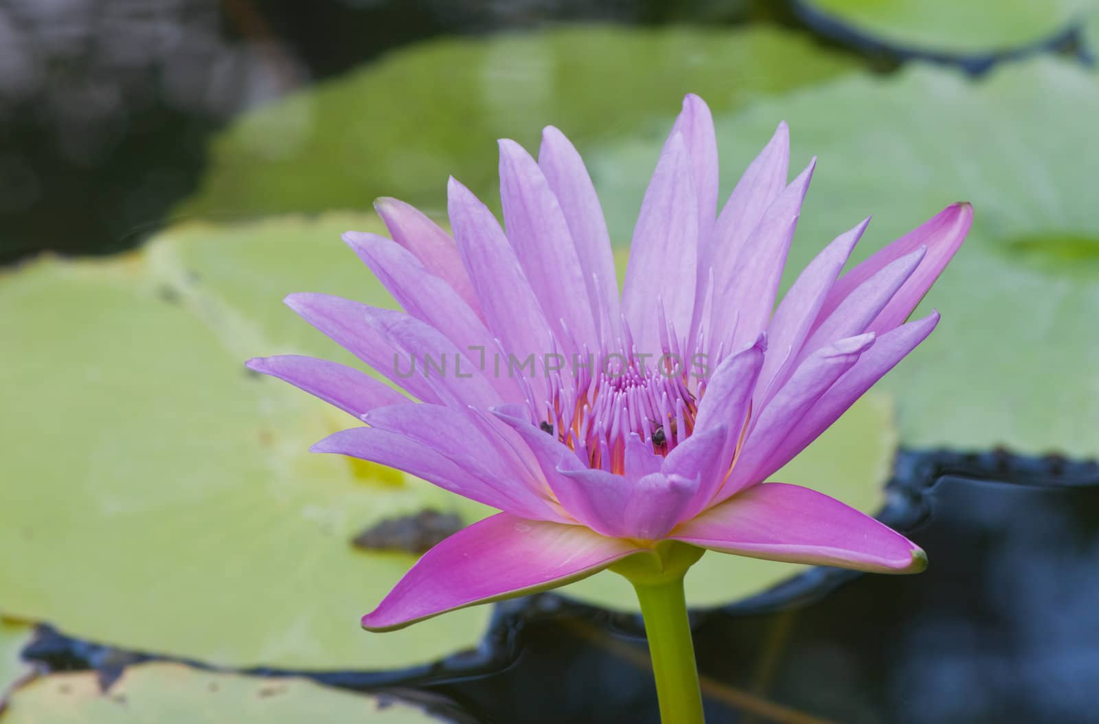 beautiful lotus with water 