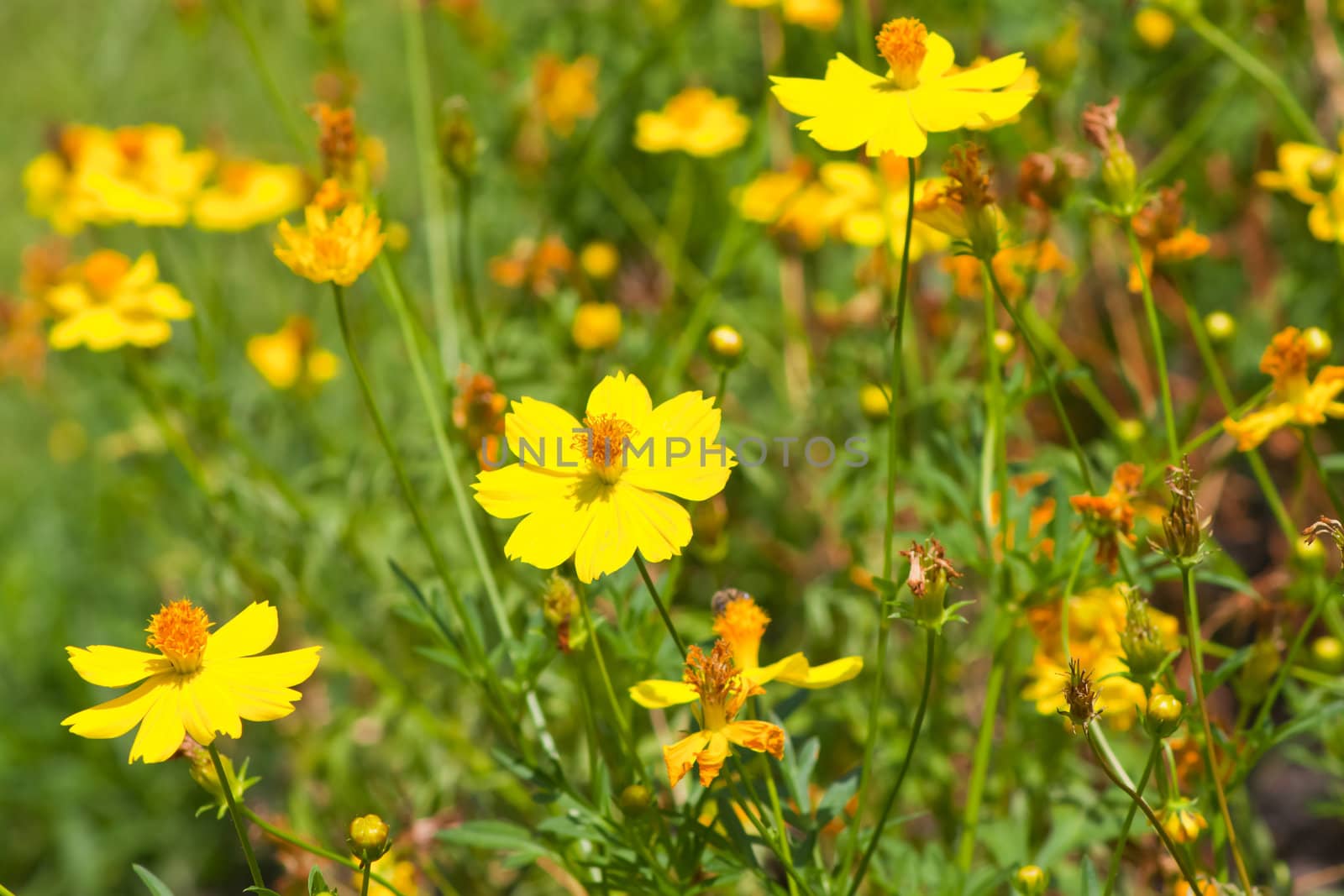 Marigold flowers