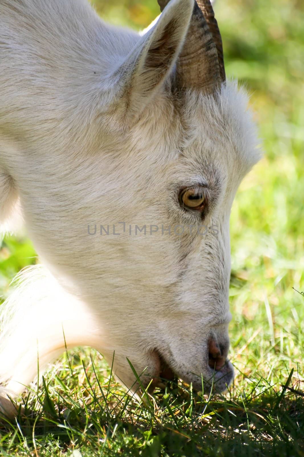 Close-up of goat eating grass