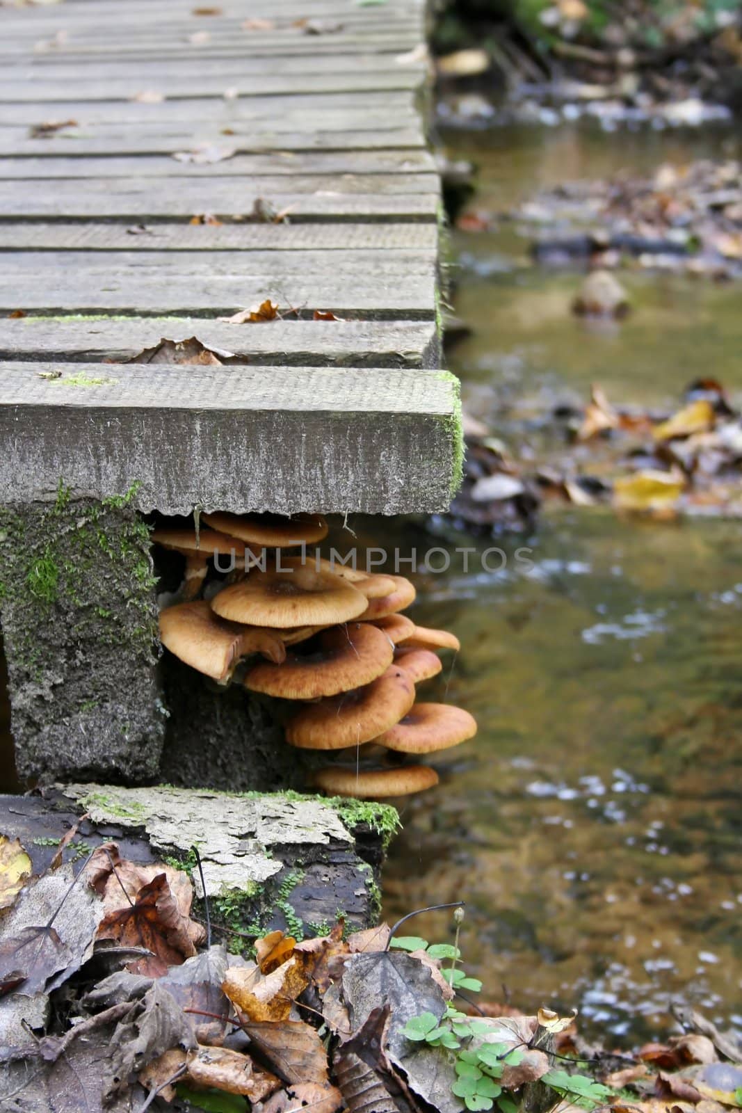 Old wooden bridge with orange fungus