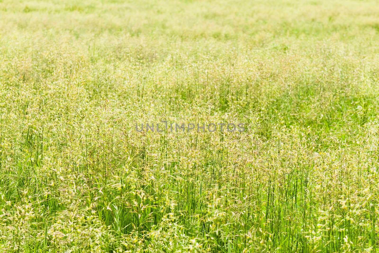 Beautiful Field grass texture on a beautiful summer day