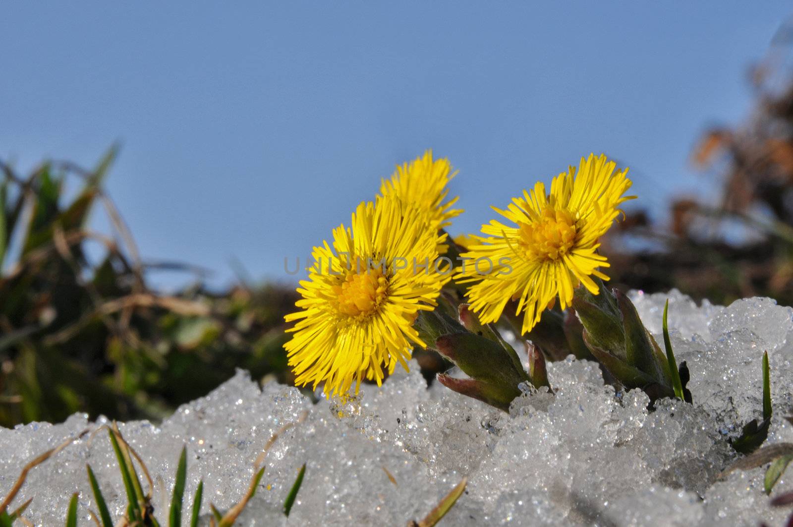 Coltsfoot in snow by kekanger