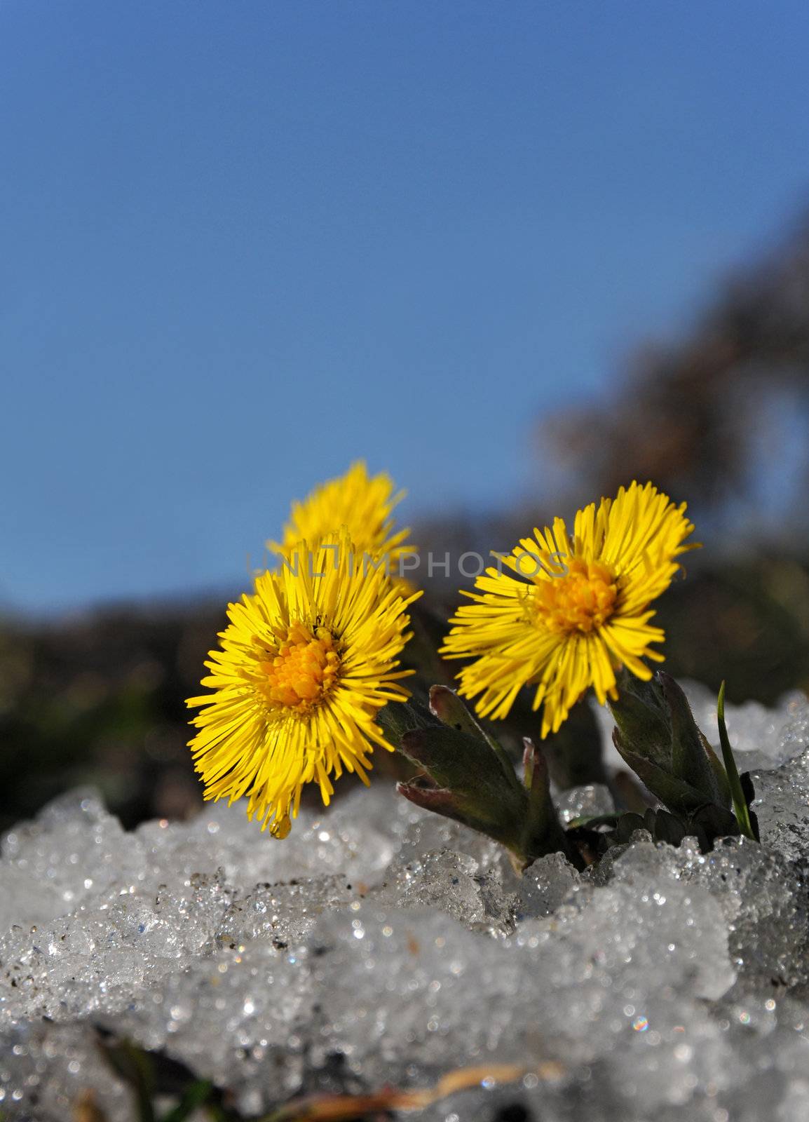 Coltsfoot in snow by kekanger