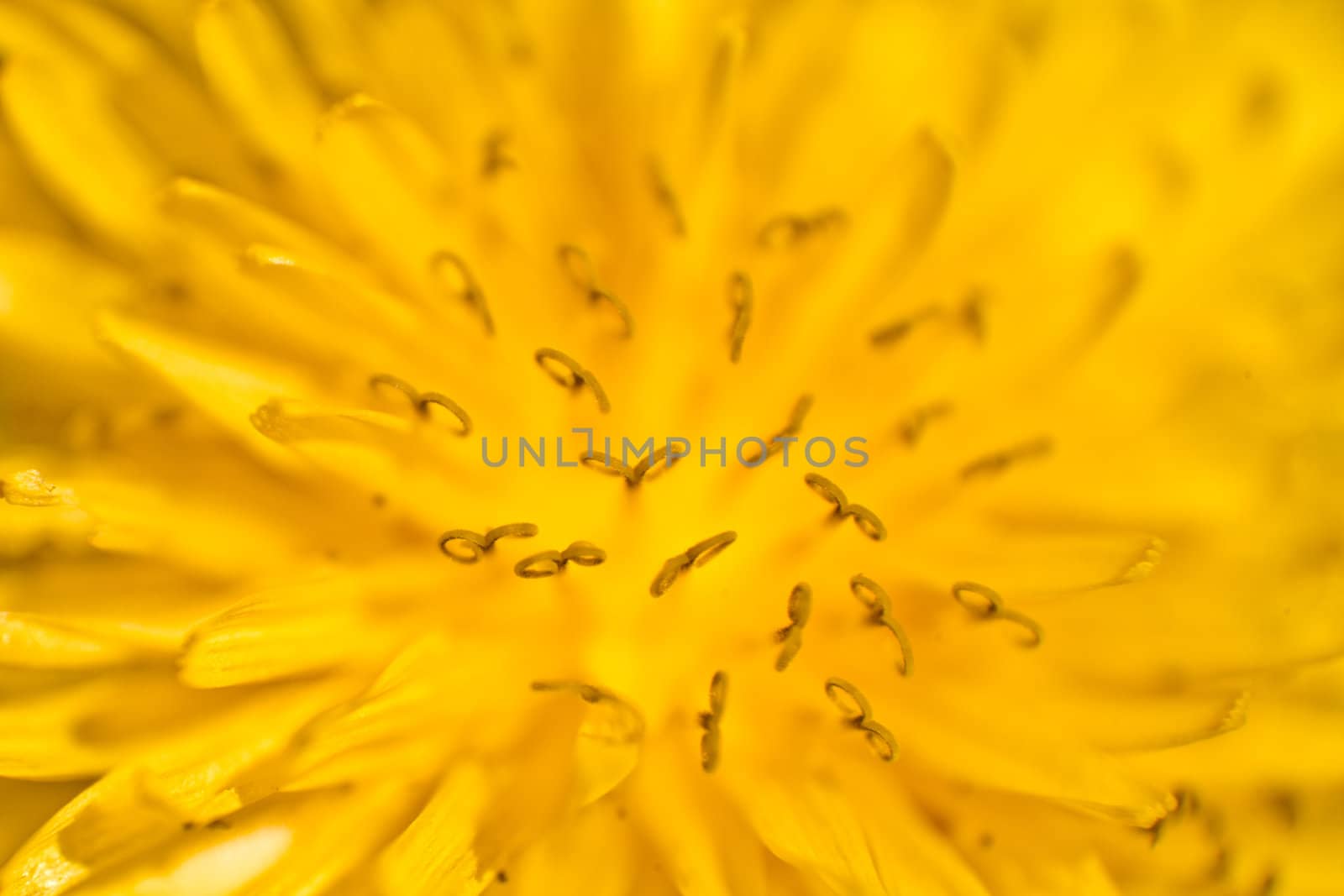 Yellow Dandelion details taken with macro lens