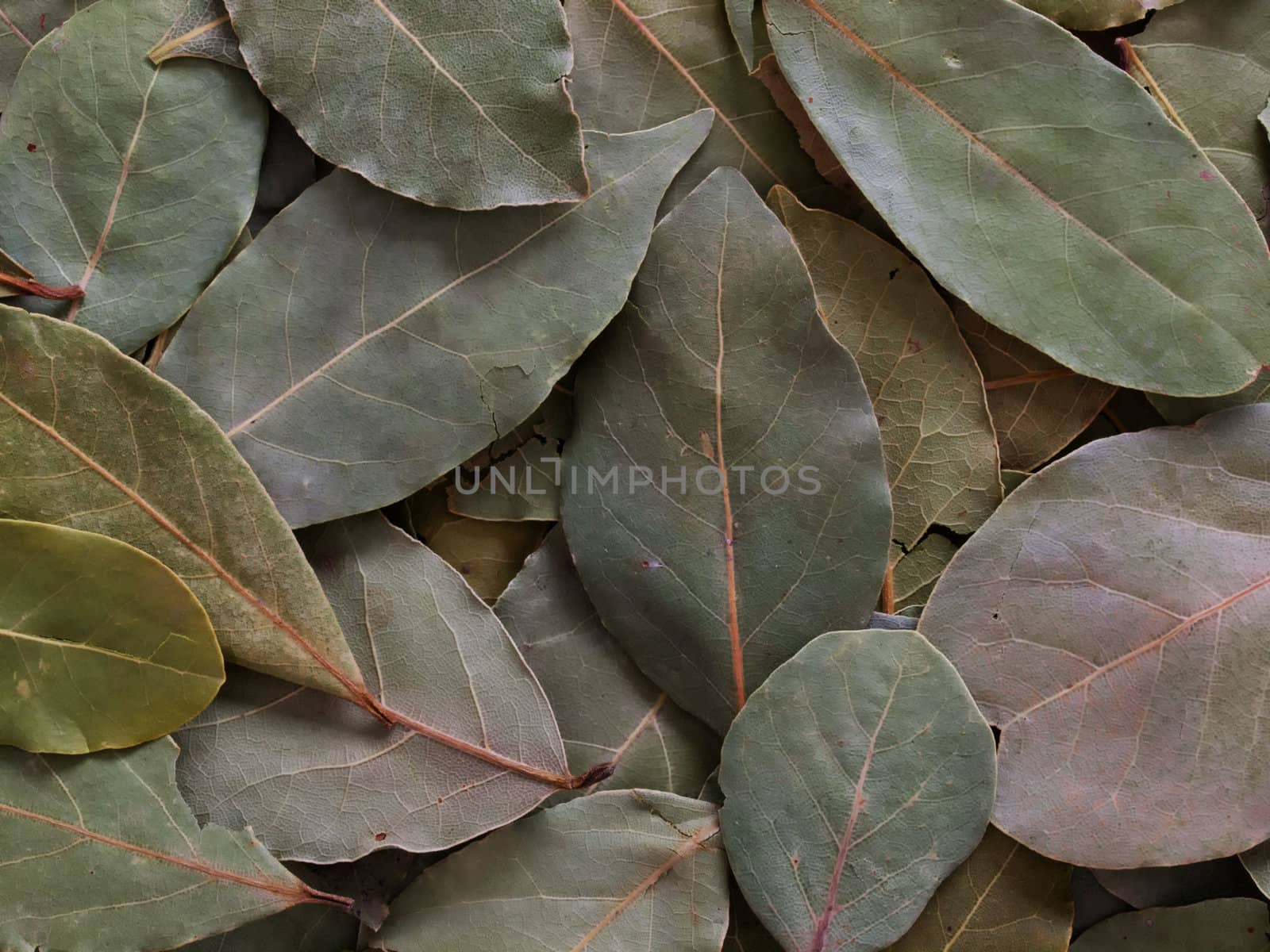 close up of dried geraniol leaves food background