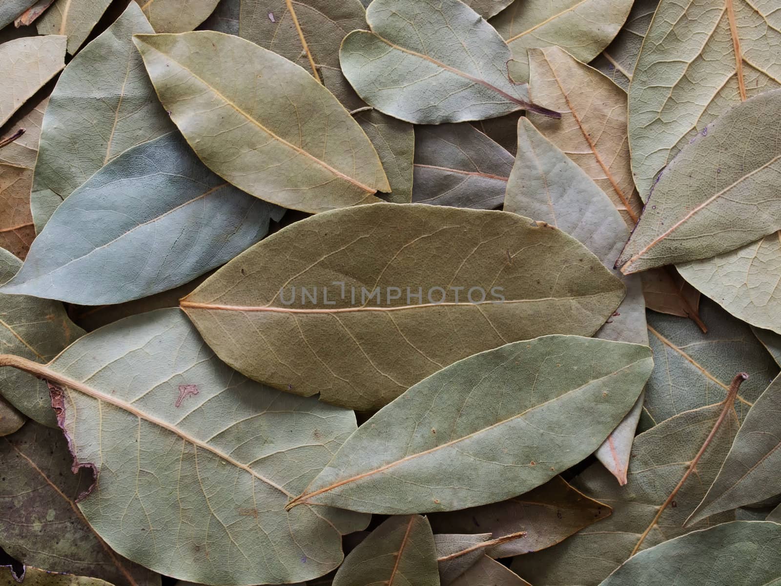 close up of dried broad rosemary leaves food background