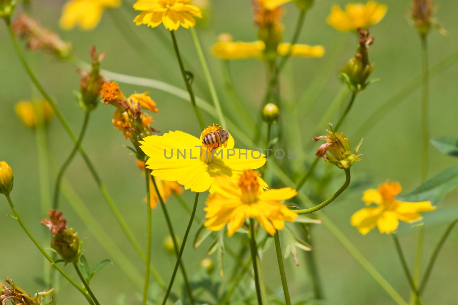 Marigold flowers