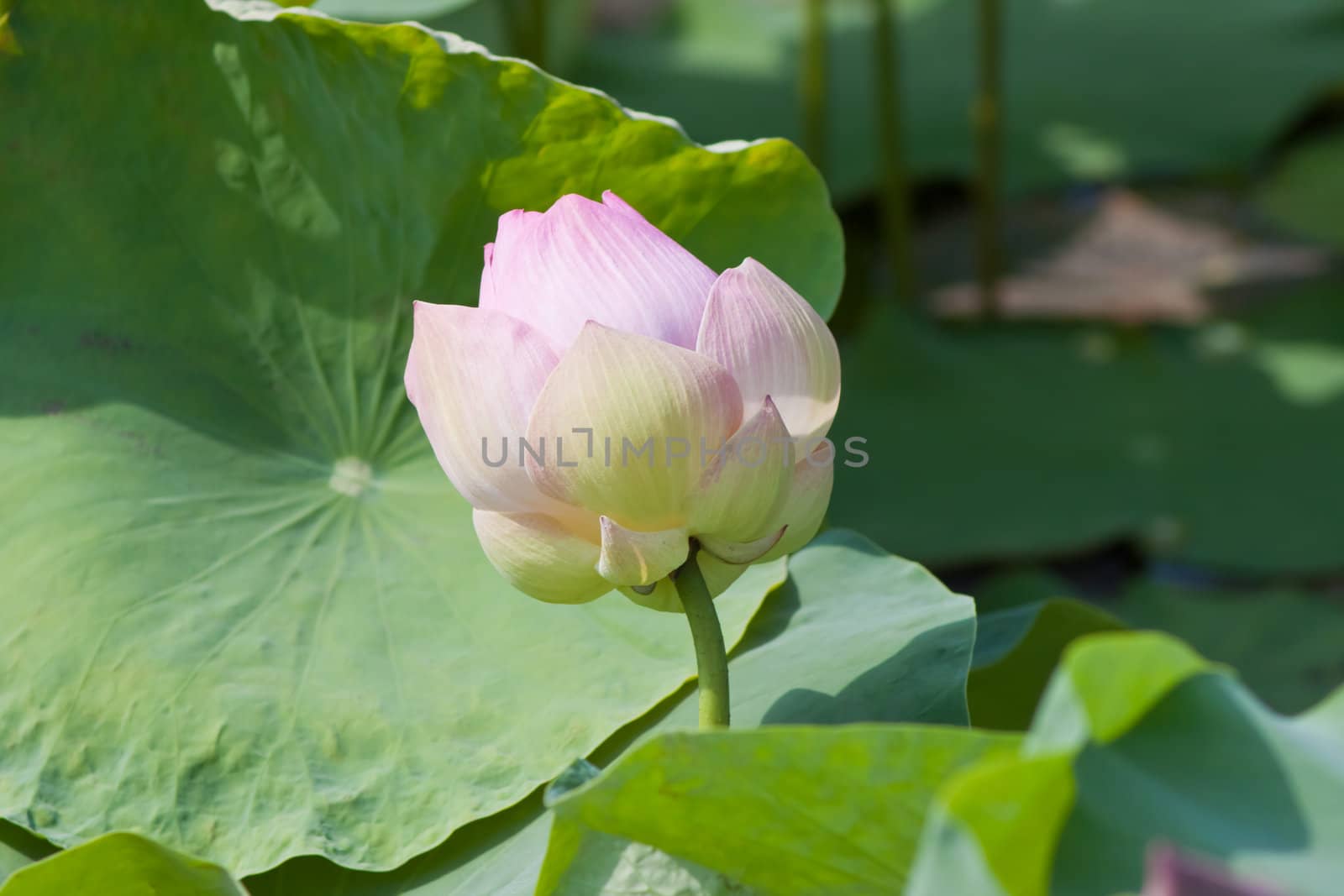 beautiful lotus with water 