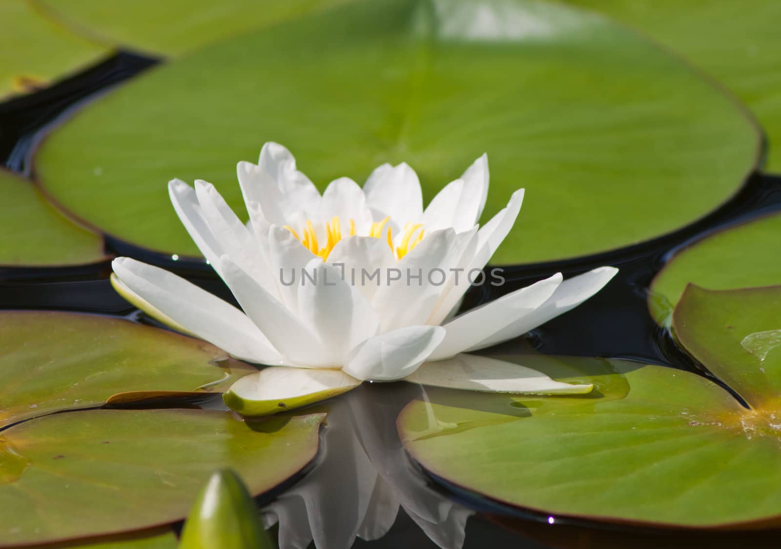 beautiful lotus with water 