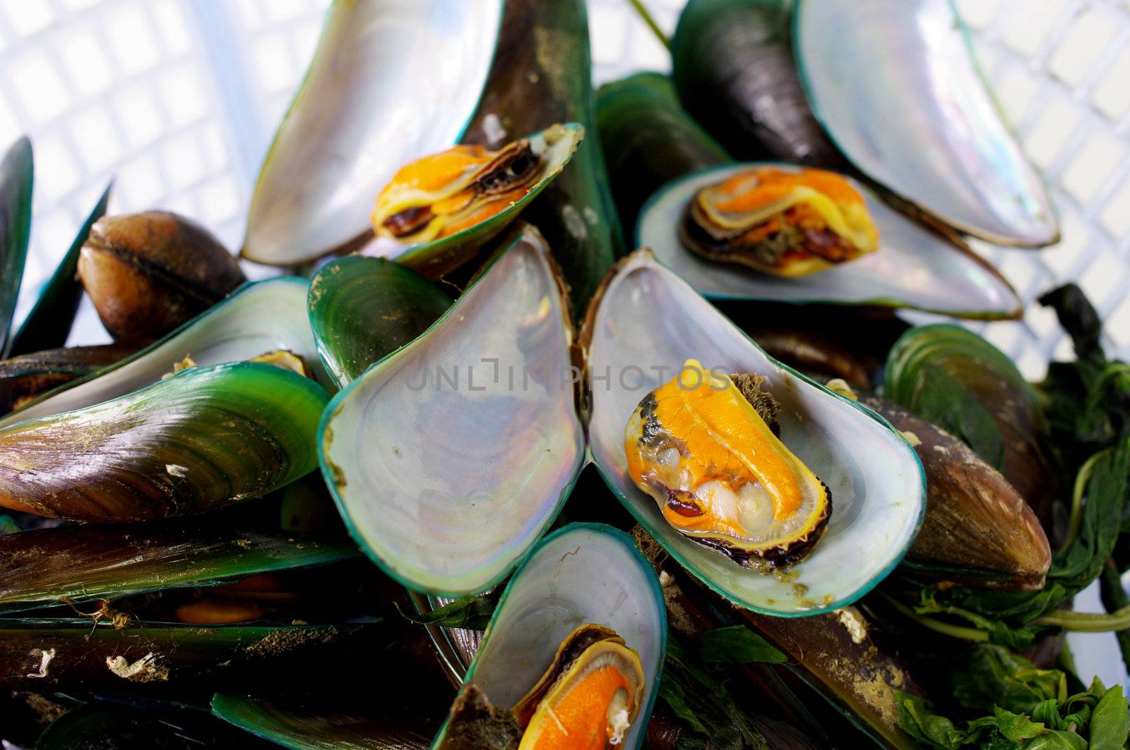 Asian green mussel