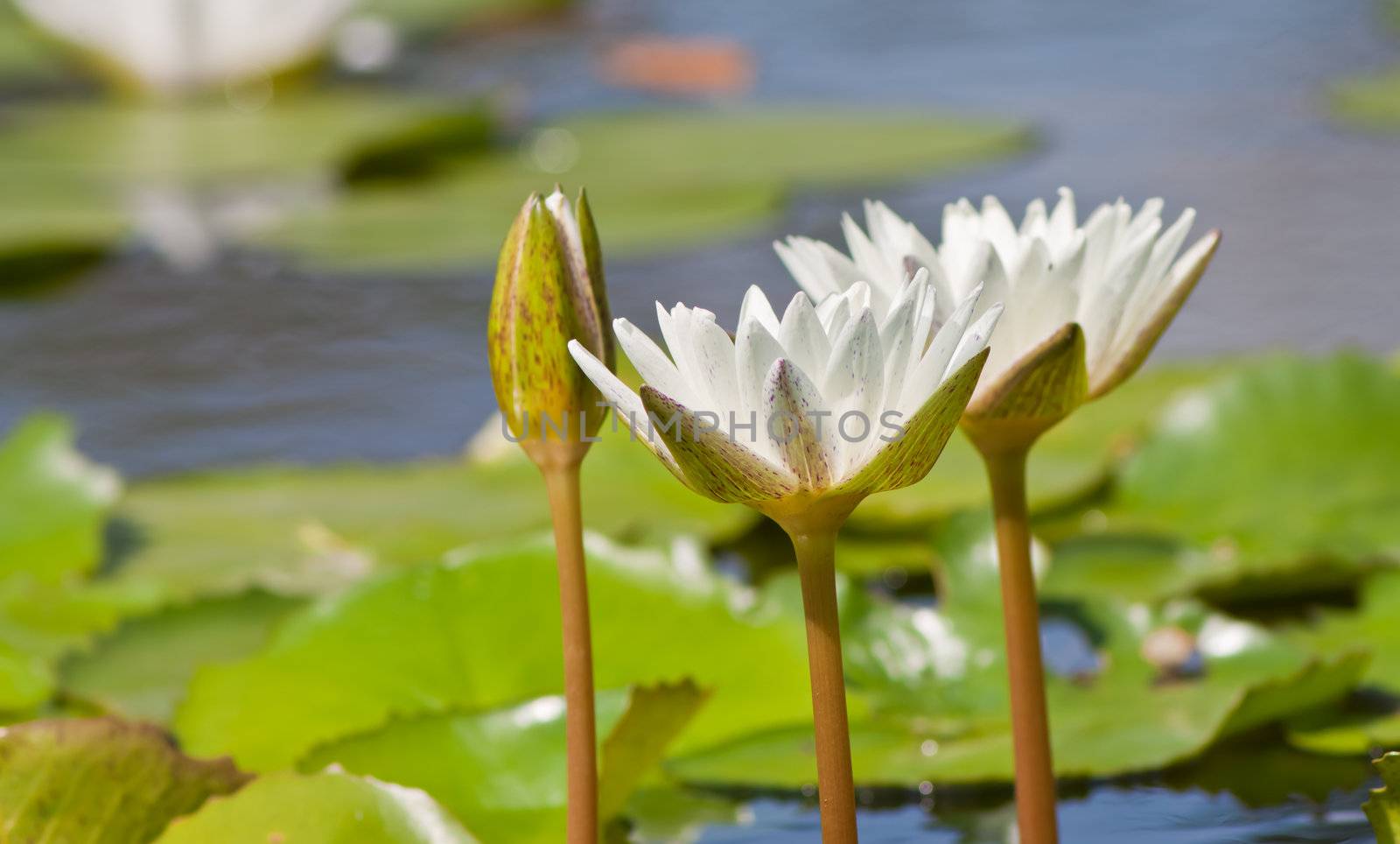 beautiful lotus with water  by nikky1972