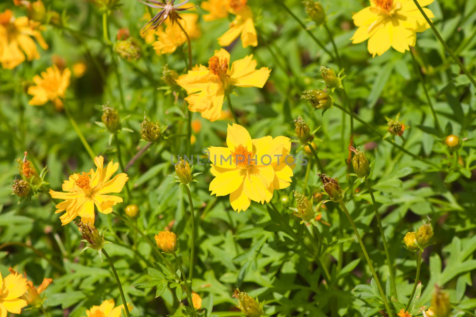 Marigold flowers