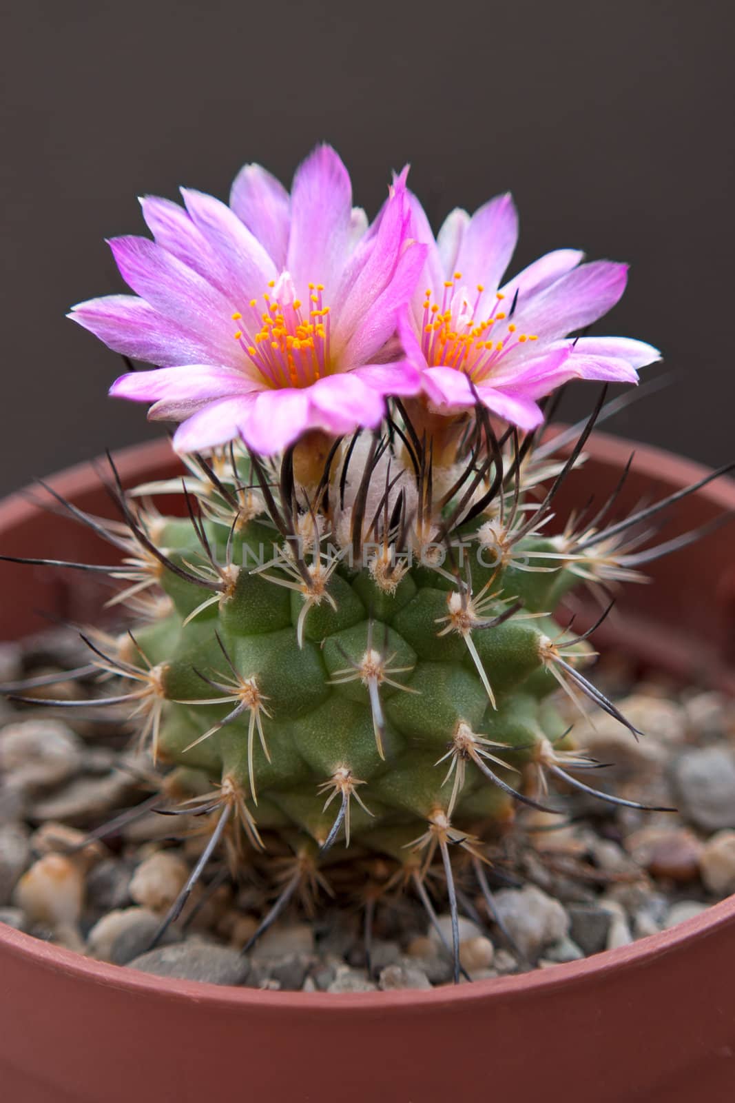 Cactus with blossoms on dark background (Turbinicarpus).Image with shallow depth of field.
