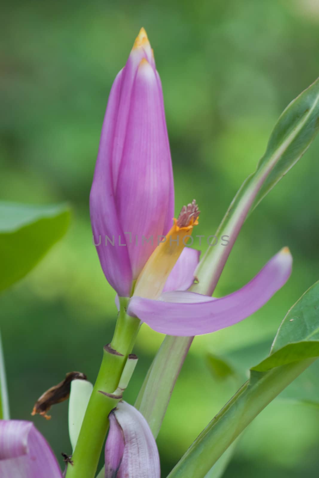 Banana flower 