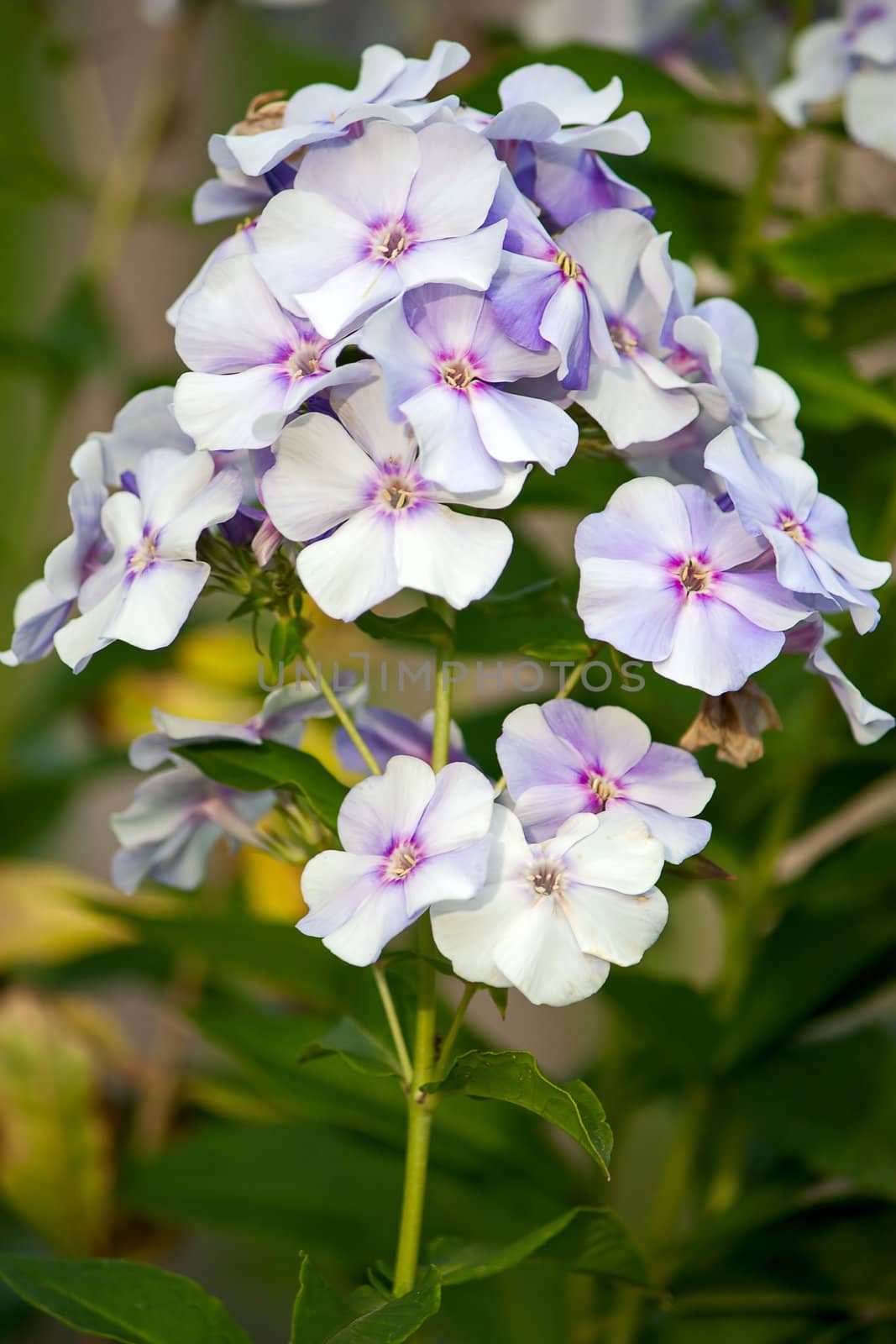 Bouquet phlox in  garden with natural background.