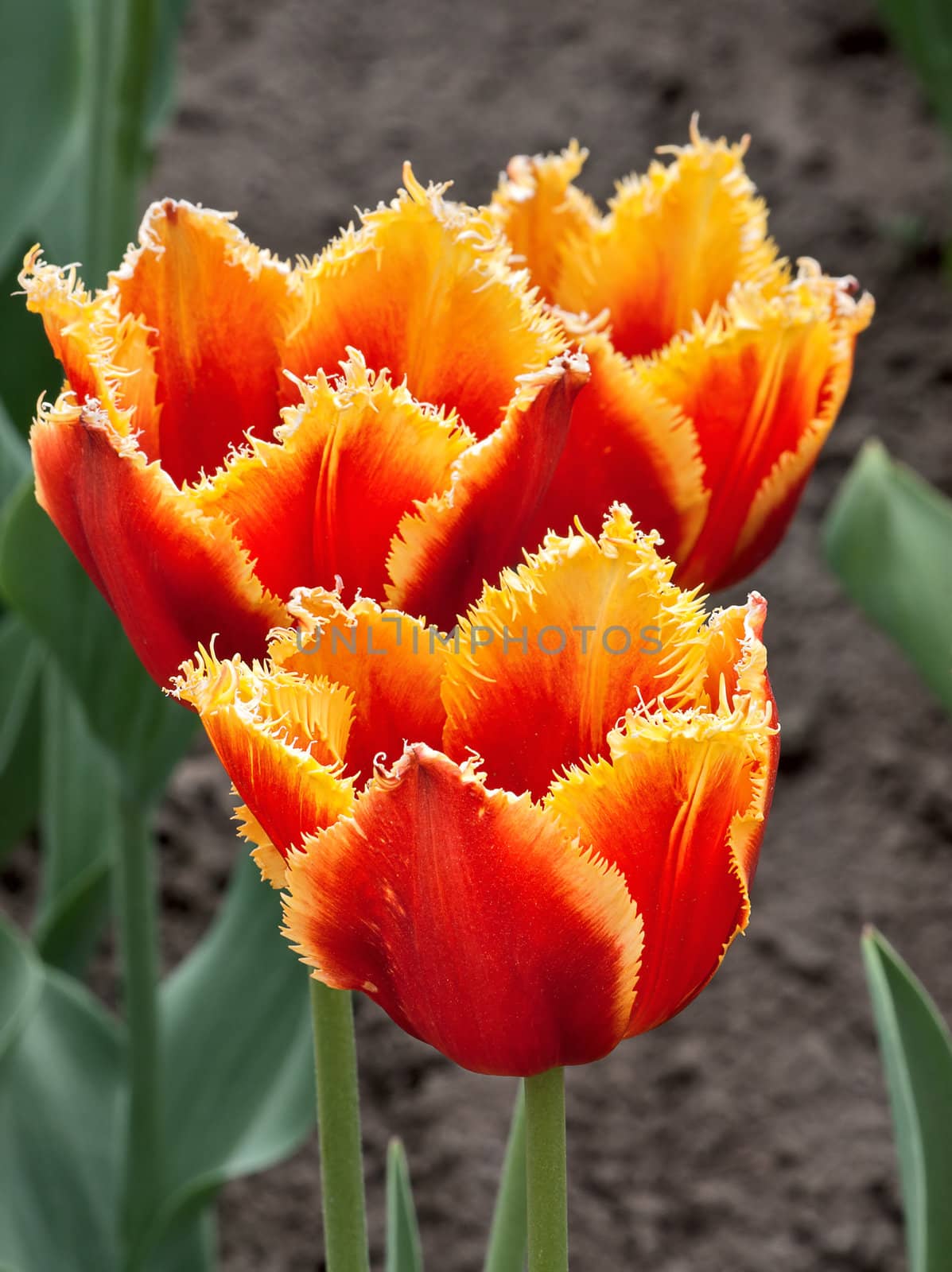 three tulips by zhannaprokopeva