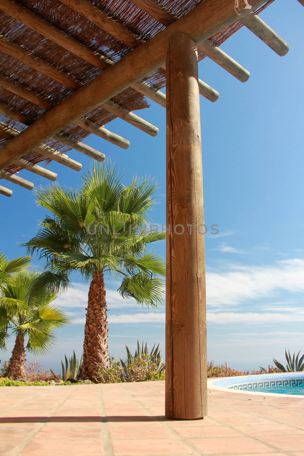 Tropical Scene with swimming pool and nice palm