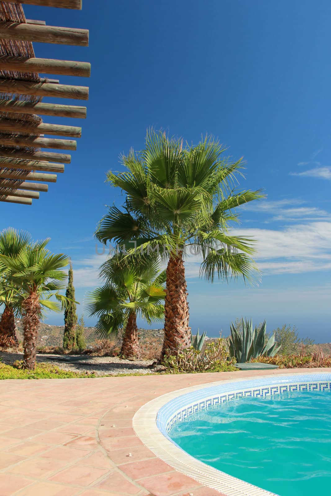 Tropical Scene with swimming pool and nice palm