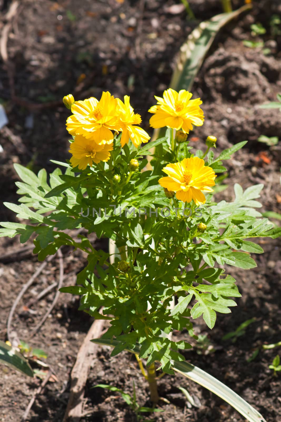 Marigold flowers