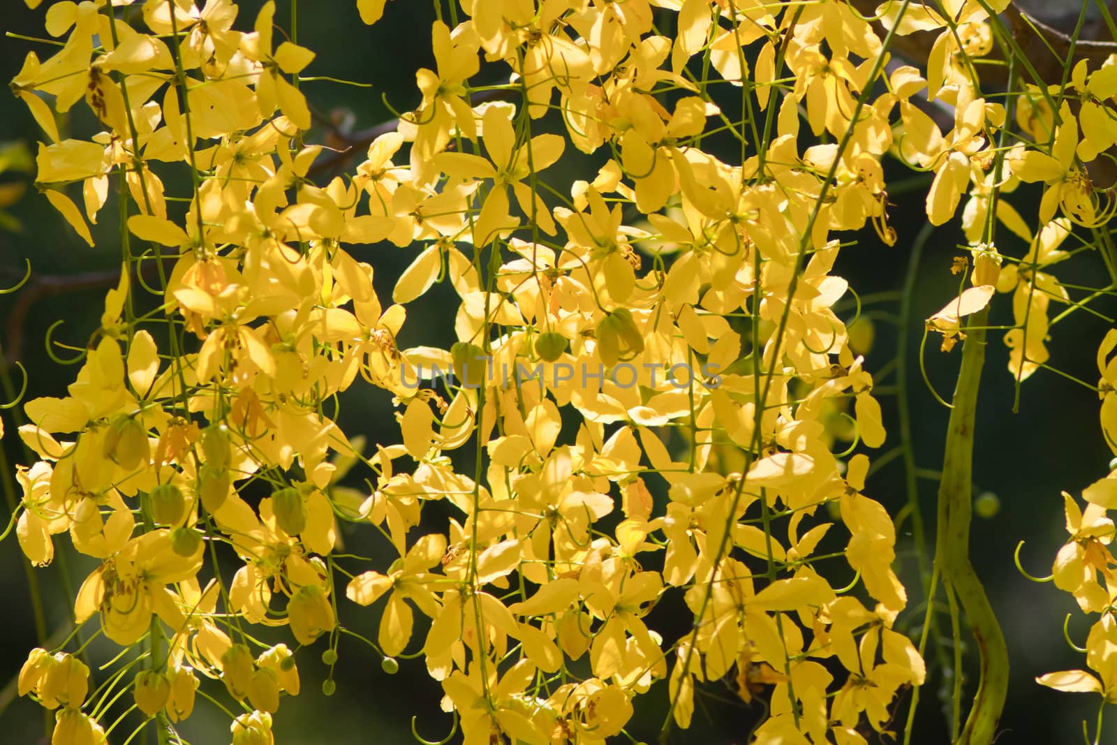 Flowers of Golden Shower Tree bloom in summer  
