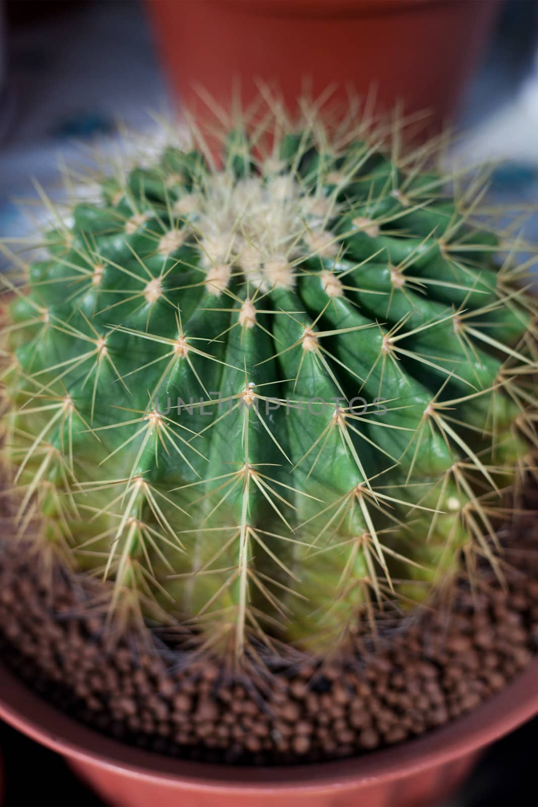 Cactus in a pot