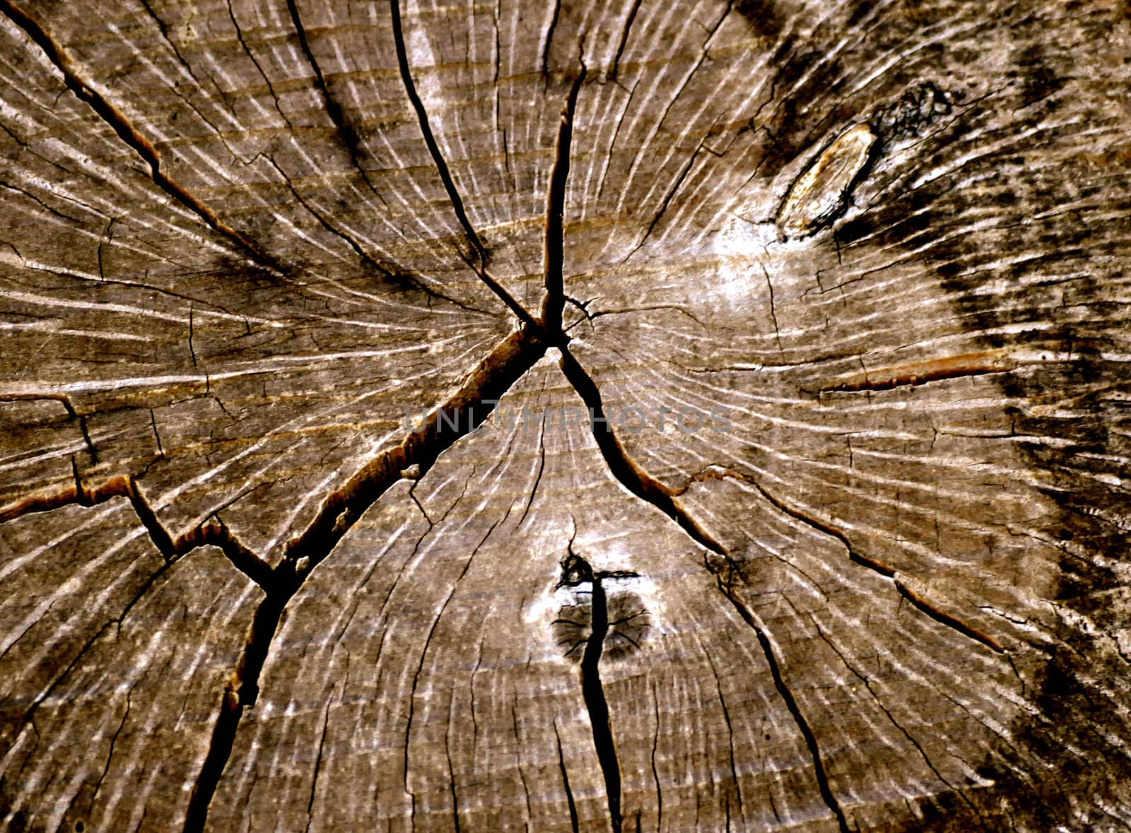 Texture Tree Rings