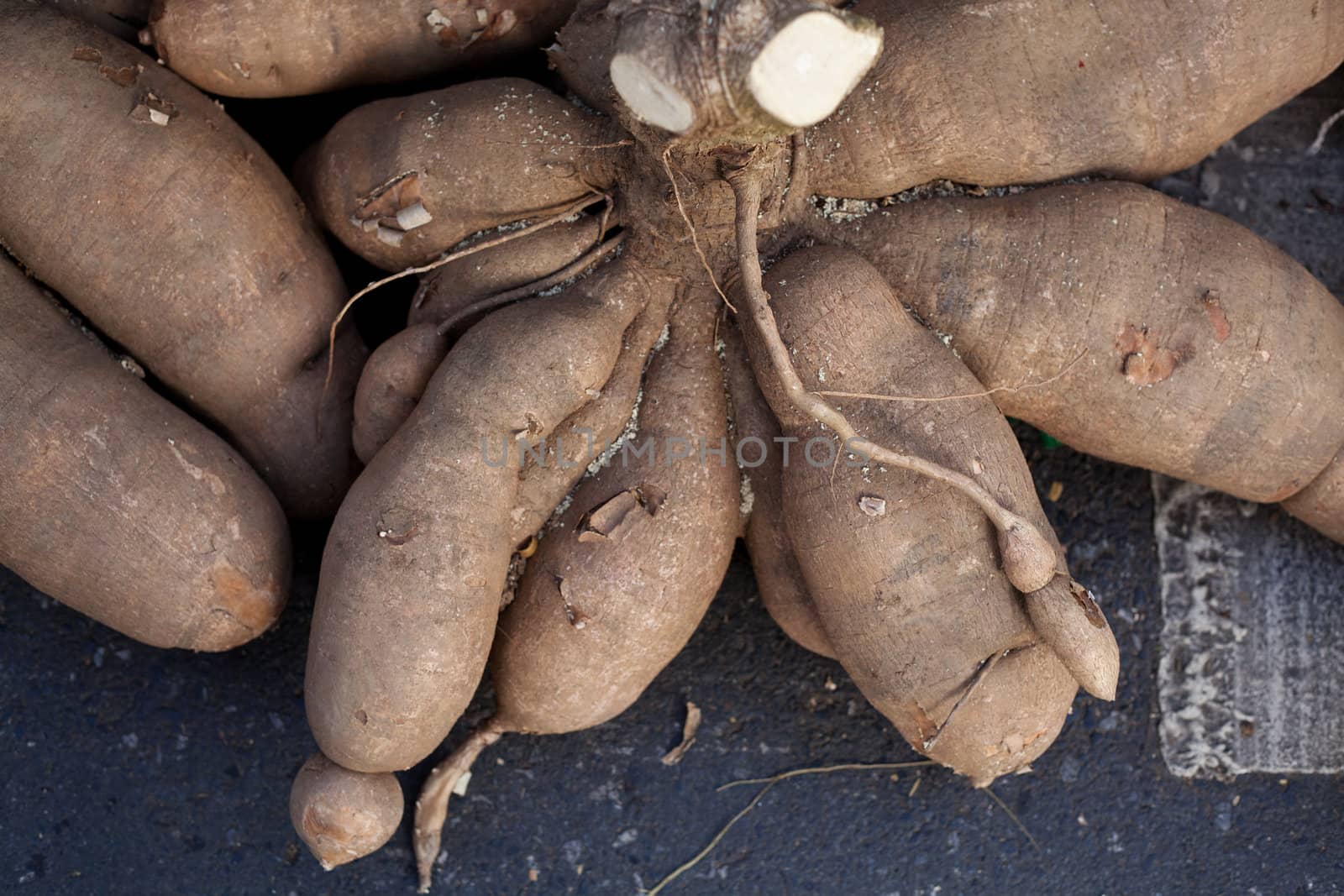 Cassava root