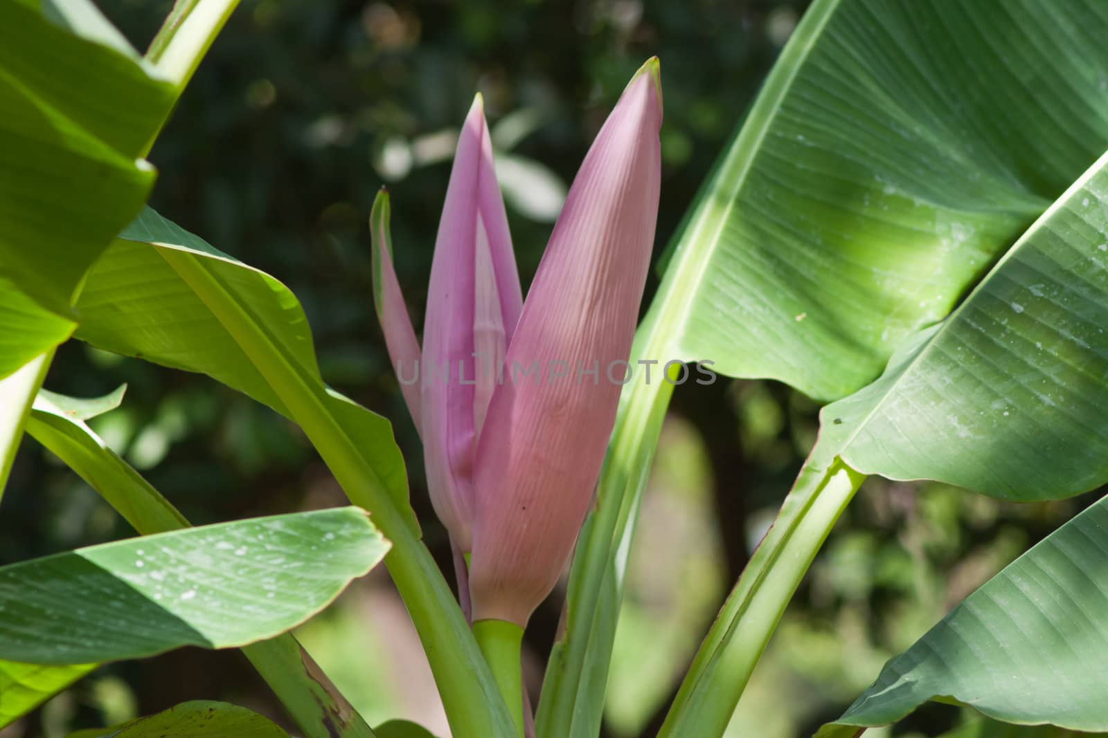 Banana flower 