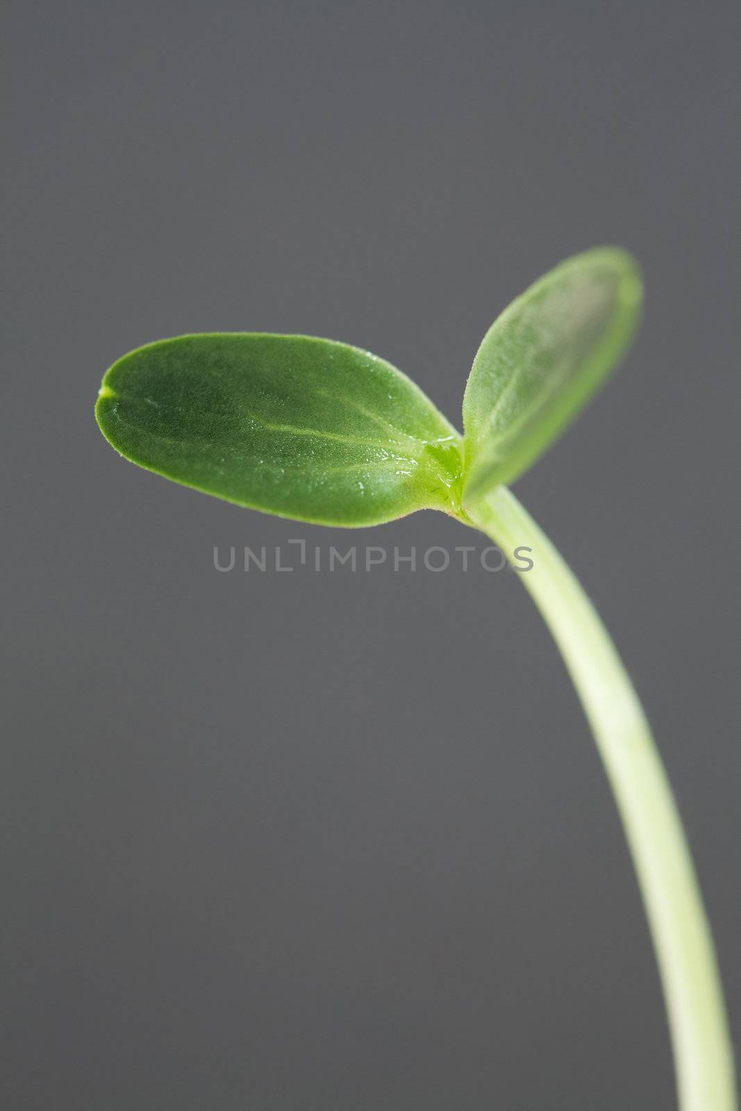 Watermelon Seedling
