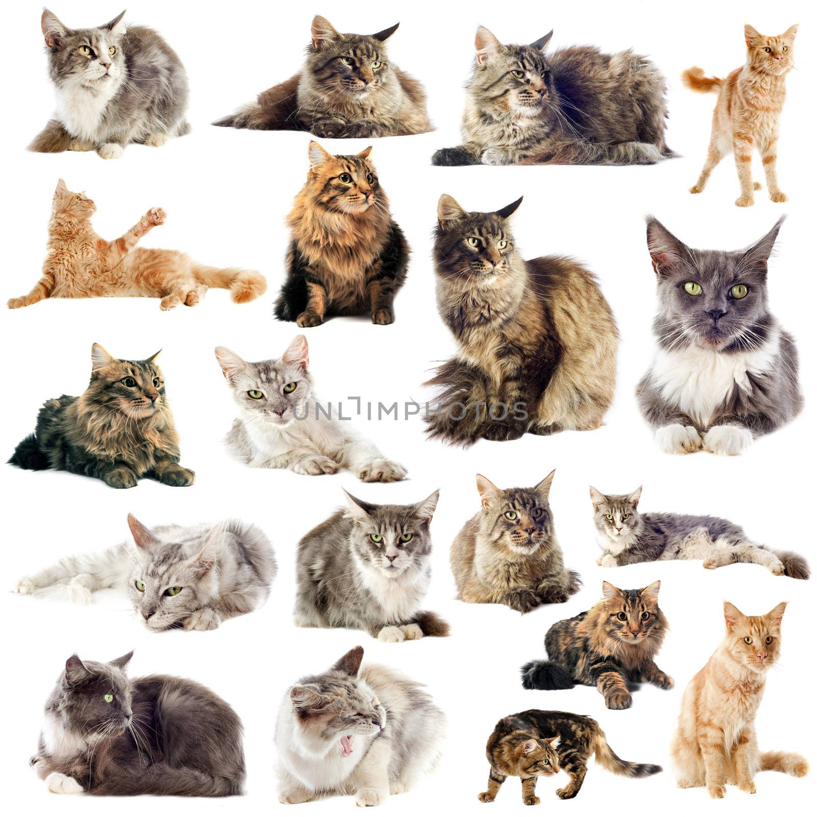 portrait of purebred  maine coon cats on a white background