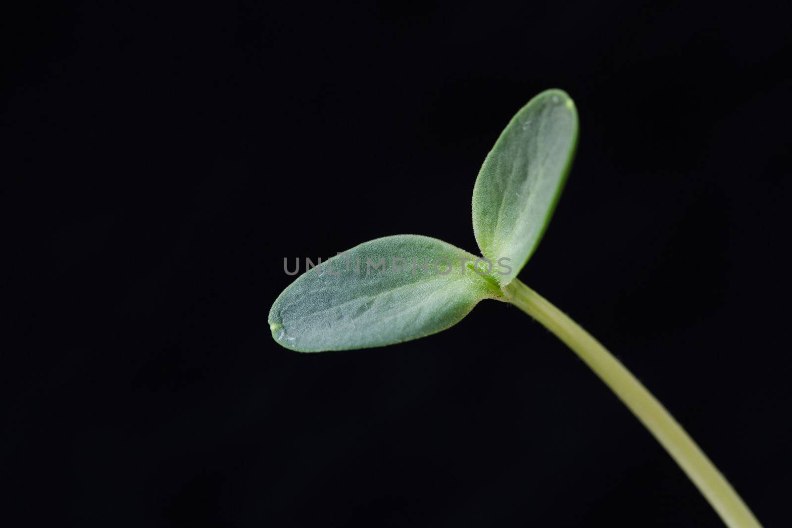 Watermelon Seedling