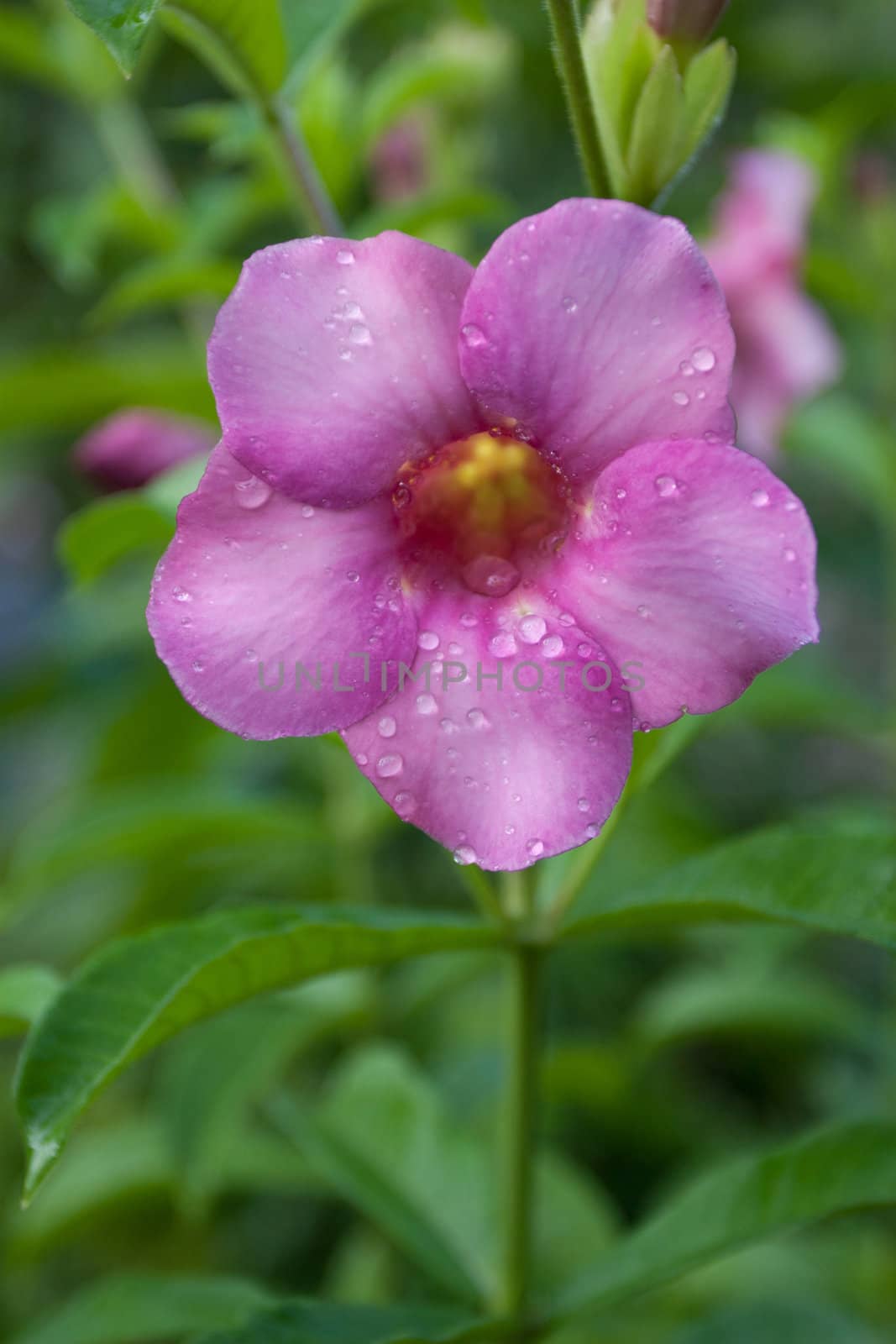 Allamanda flowers