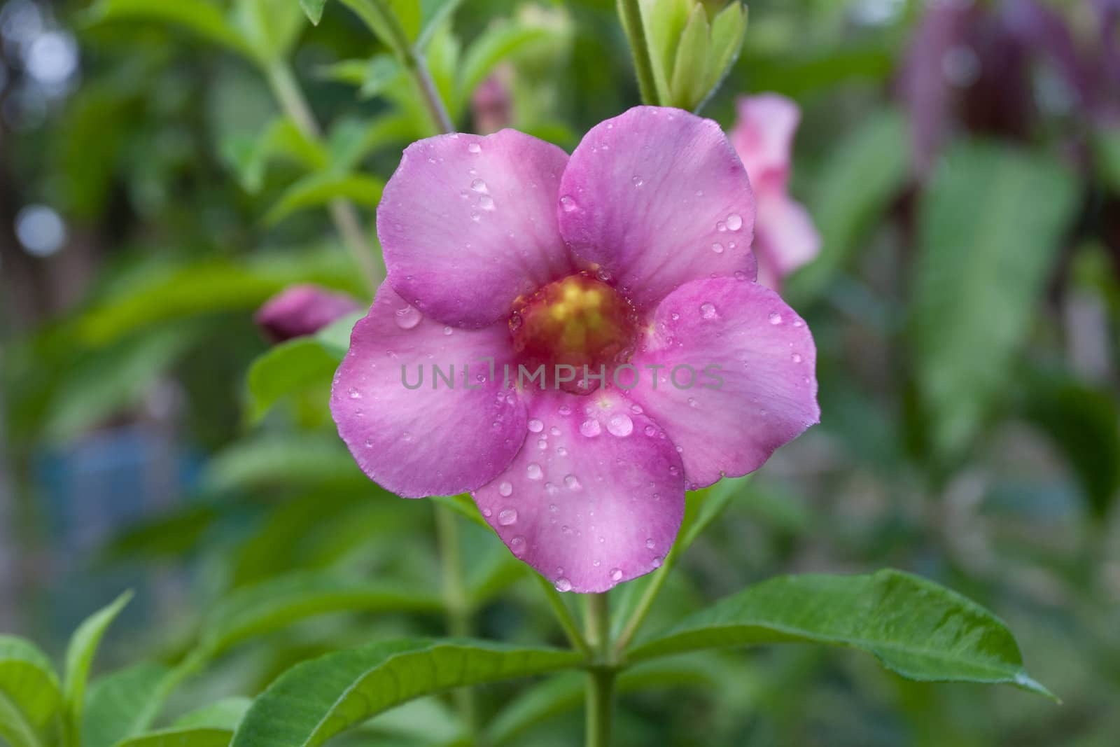 Allamanda flowers