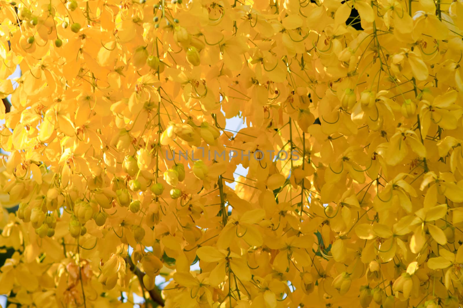 Flowers of Golden Shower Tree bloom in summer  