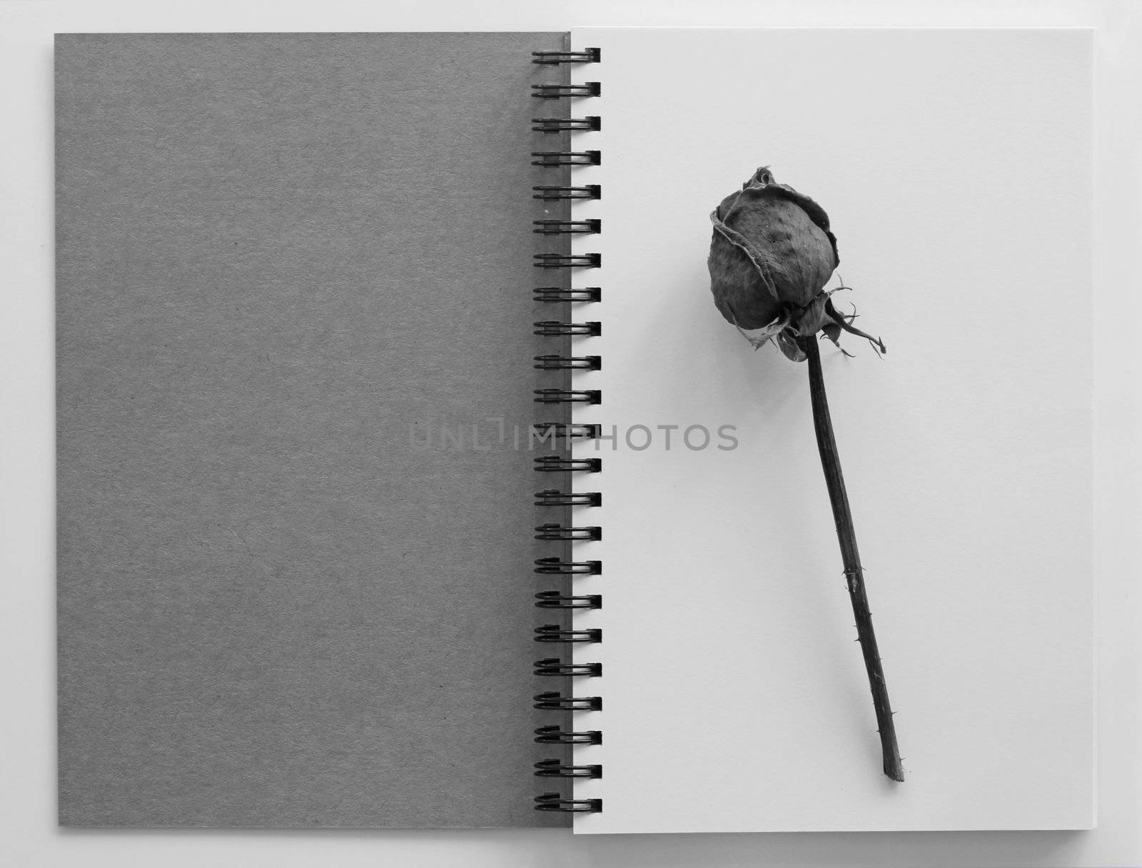 Dried rose on an open  book