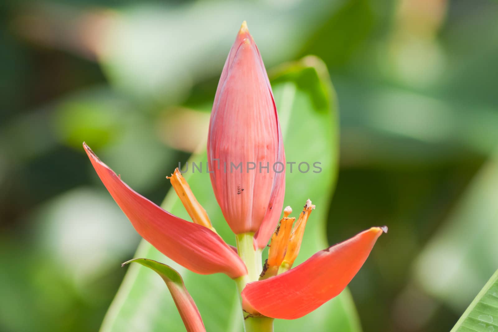 Banana flower 