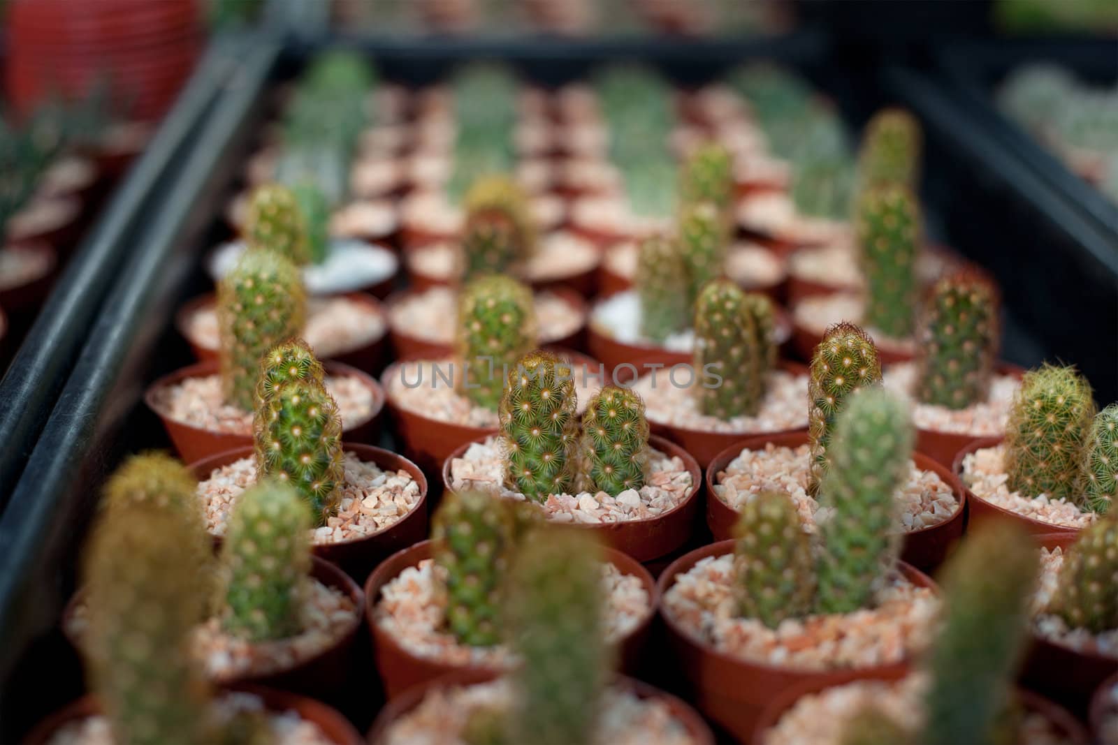 Cactus in a pot