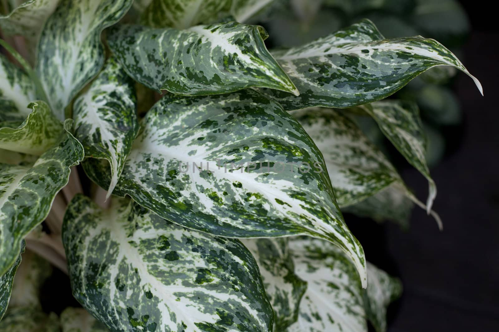 Green leaf background abstract of nature
