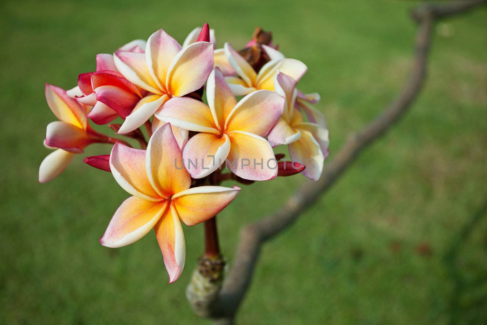 Plumeria flowers