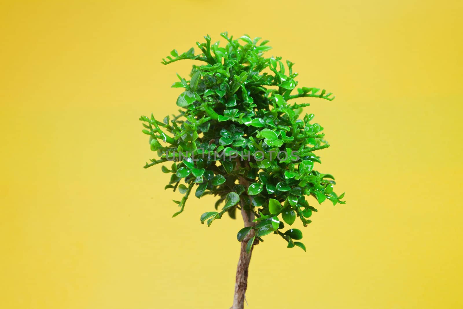 Single young tree