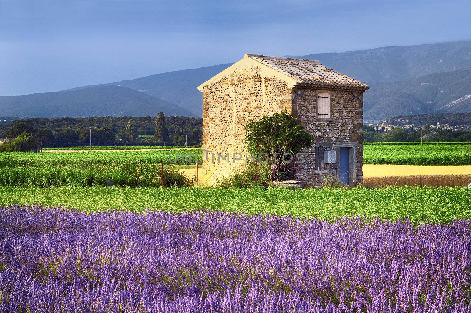 Image shows a lavender field in the region of Provence, southern France