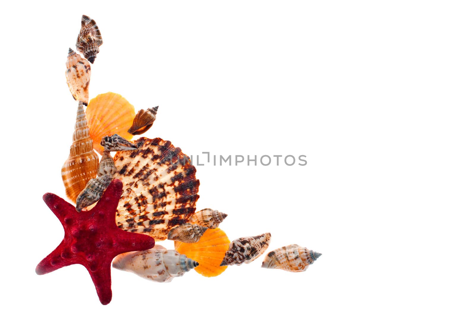 Seashells shot in studio on a white background.