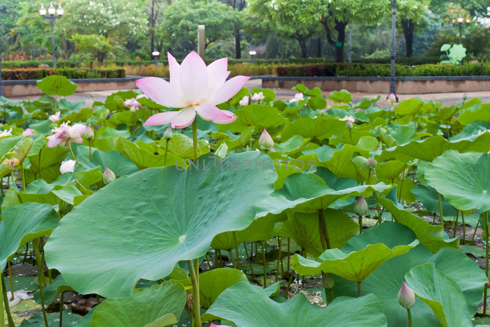 beautiful lotus with water 