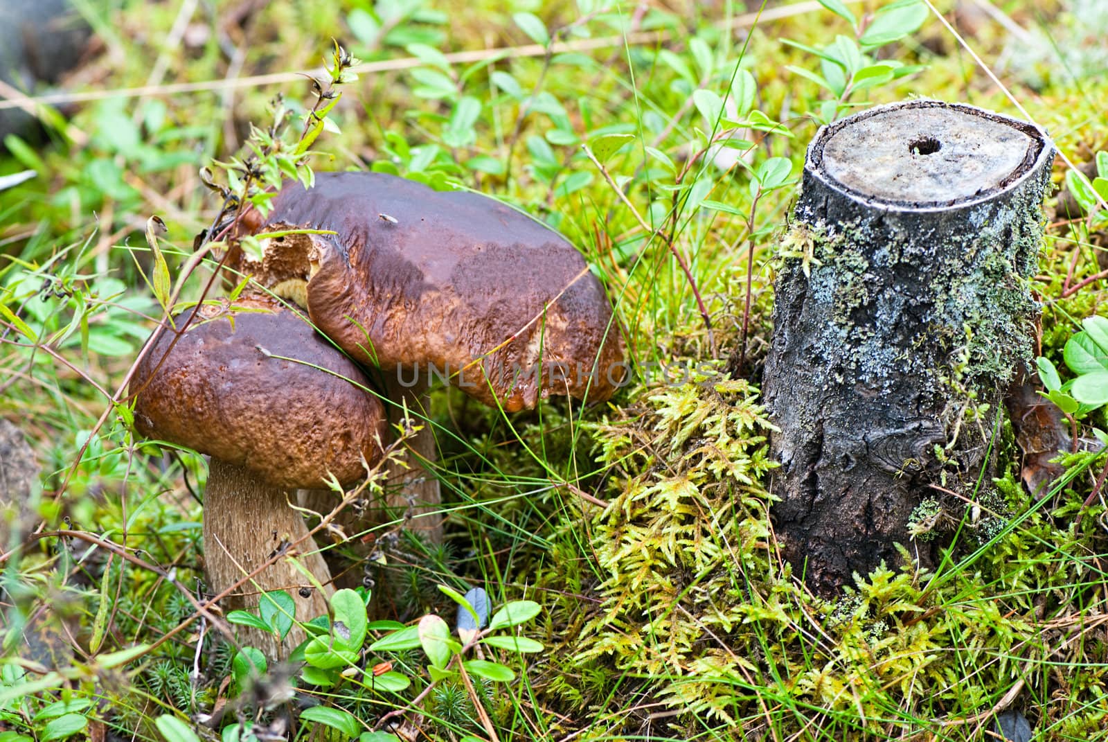 Mushrooms in the forest. Filmed in Lapland. Finland.