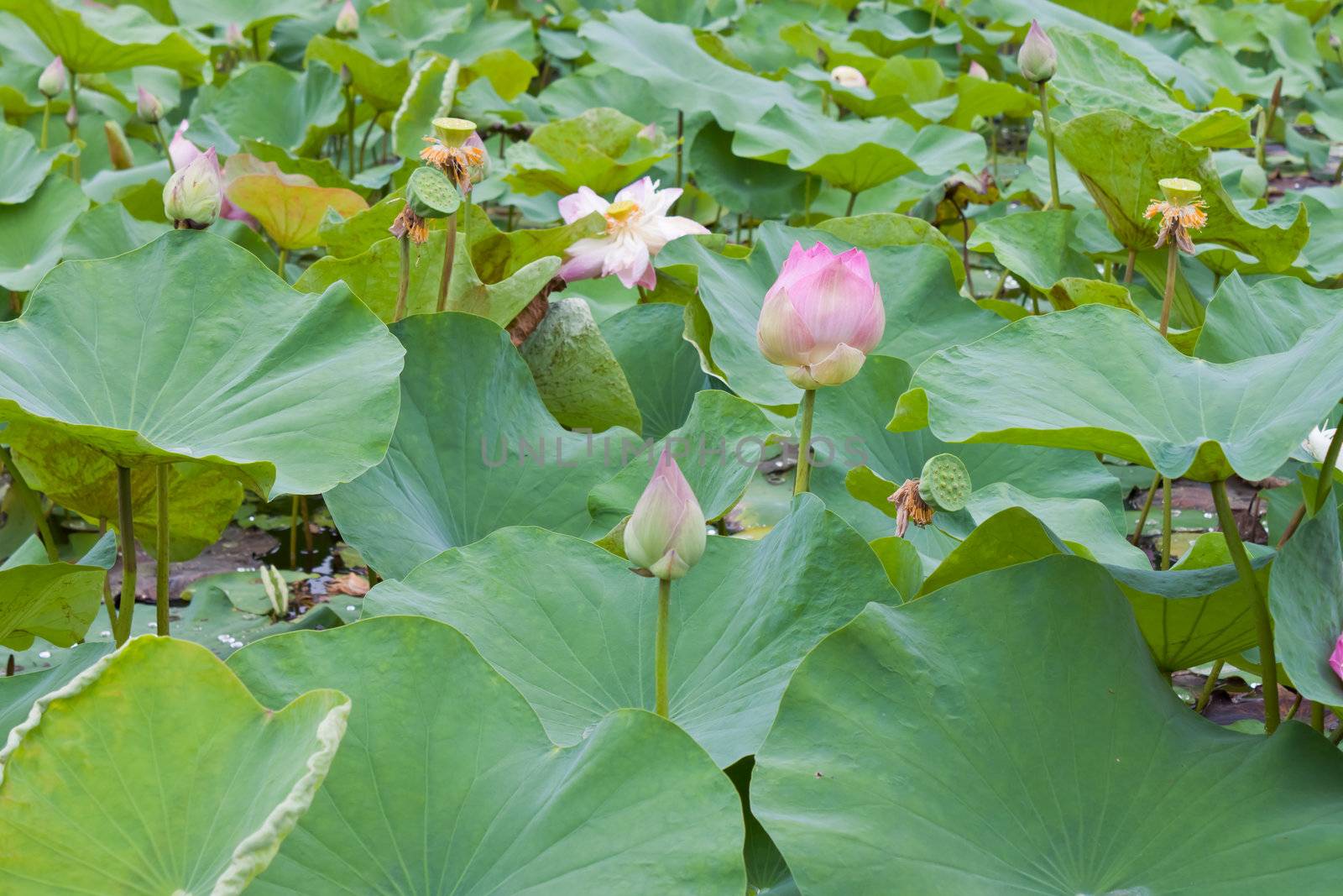 beautiful lotus with water 