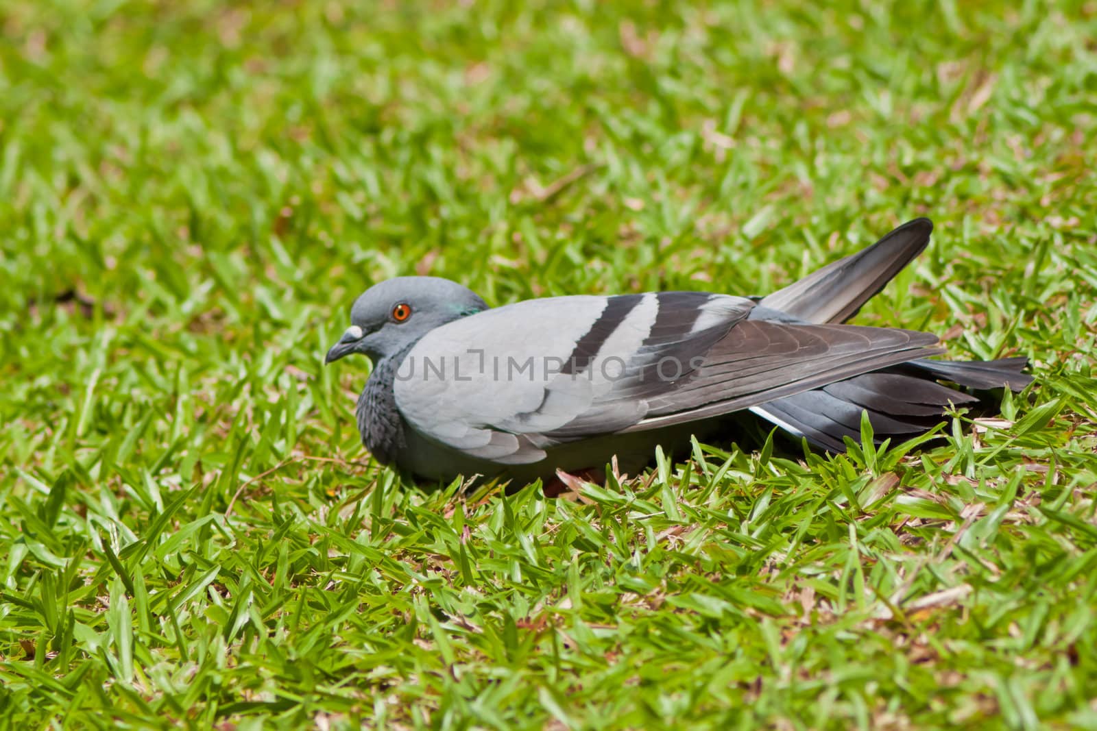 Pigeon  by nikky1972