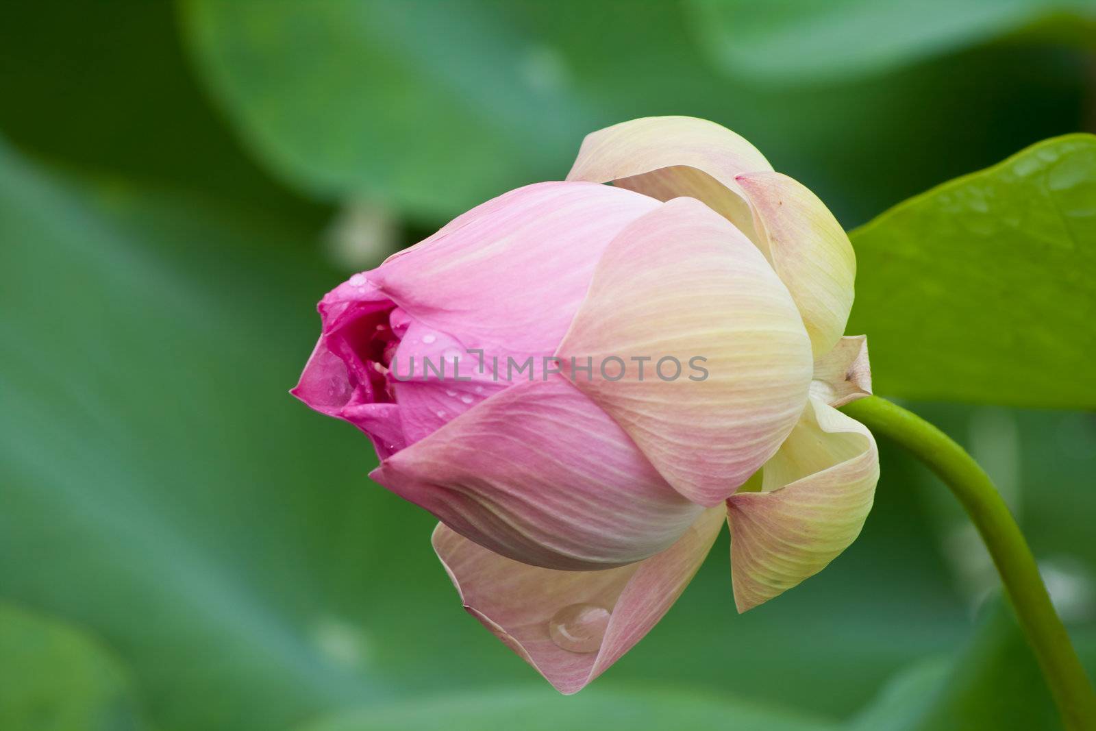 beautiful lotus with water 